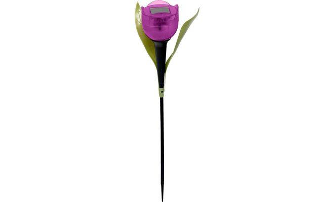 Solar LED Tulpe