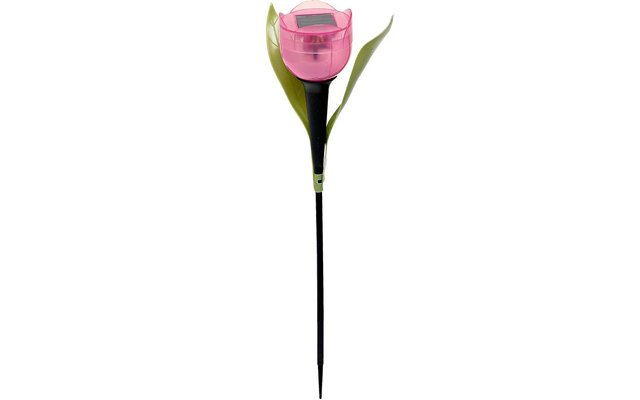 Solar LED Tulpe